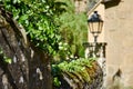 Green plant on the old city wall