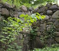 Green plant on Old stone wall close-up Royalty Free Stock Photo