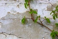 Green plant on old wall backround Royalty Free Stock Photo