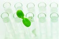 Green plant in one of ten test tubes with water Royalty Free Stock Photo