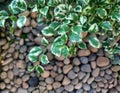 green plant with out of focus rock background