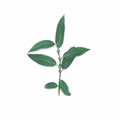 Green plant part branch willow leafs stem isolated on a white background