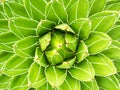 Green plant pattern nature background