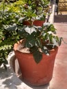 Green plant in a paut in India it& x27;s looking beautiful