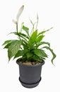 Green plant ( Peace lily - Spathiphyllum Lanceifolium ) isolated on white background Royalty Free Stock Photo