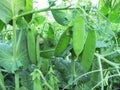 Green plant of peas with a snail. Royalty Free Stock Photo