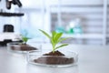 Green plant in Petri dish on table in laboratory. Biological