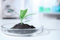 Green plant in Petri dish on table in laboratory. Biological