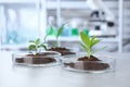 Green plant in Petri dish on table in laboratory. Biological