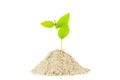 Green plant on pile sand isolated on white background. Royalty Free Stock Photo