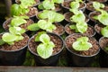 Green plant in plastic pot
