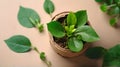 Green plant in pot on color background, top view. Gardening concept