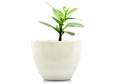 Green plant pot isolate for decoration and interia Royalty Free Stock Photo