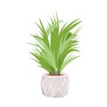 Green plant in pot, leaves of Kentia palm in ceramic vase for indoor interior decoration