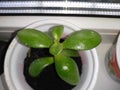 a green plant in a pot, a money tree sprout, a symbol of wealth from China Royalty Free Stock Photo