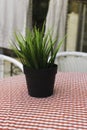 Green plant in a pot on a table Royalty Free Stock Photo