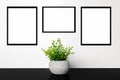 Green plant in a pot. Three empty frames on the wall. Royalty Free Stock Photo