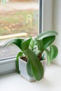 Green plant in a pot on the windowsill. Royalty Free Stock Photo