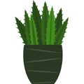 Green plant with prickly long leaves in a flower pot with a pattern in the form of lines