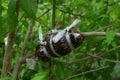 Plant propagation by grafting tree at a branch with white plastic rope