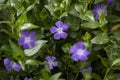 Green plant and purple vinca flower.b