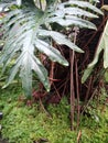 Green plant with rain Royalty Free Stock Photo