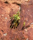Green plant on red rocks in the mountains Royalty Free Stock Photo