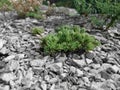 Green plant on a rock bed