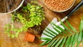 Green plant with roots and small leaves, palm leaf, pots and shovel on wooden table. Soil and drainage for planting