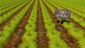 Green plant rows and wooden sign board \