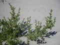 Kali Turgida (Prickly Saltwort) Plant Growing in Sand Dunes on Long Beach.
