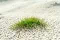 Green plant in the sandy desert. background Royalty Free Stock Photo