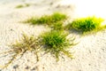 Green plant in the sandy desert. background Royalty Free Stock Photo