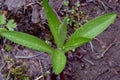 Sapling Dew Royalty Free Stock Photo