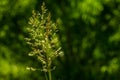 Green plant Royalty Free Stock Photo