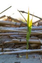 Green plant shoot growing among sticks