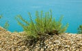 Green Plant on Shore