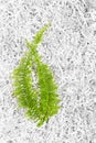 Green plant on shredded paper background Royalty Free Stock Photo