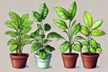 4 small plants with clear contours