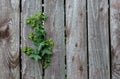 A green plant smoothing between a wooden fence.