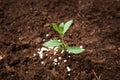 Green plant in soil with chemical fertilizer. Royalty Free Stock Photo