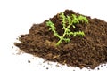 Green plant and soil isolated on a white background Royalty Free Stock Photo