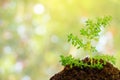 Green plant in soil over abstract nature background Royalty Free Stock Photo