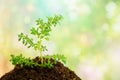 Green plant in soil over abstract nature background Royalty Free Stock Photo