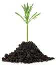 Green plant in soil pile isolated on white background. Gardening time Royalty Free Stock Photo