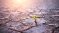 Green plant sprout in desert