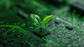 Green Tech Plant Growing on Circuit. Royalty Free Stock Photo