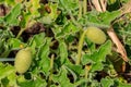 Green plant of squirting cucumber or exploding cucumber Ecballium elaterium