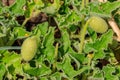 Green plant of squirting cucumber or exploding cucumber Ecballium elaterium