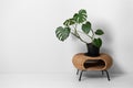 green plant in the sunny white room. Home staging and minimalism concept.